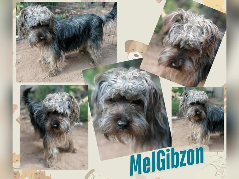 Mel Gibson, Yorkshire-Mix, Rüde, geb. am 27.02.2024, ca. 30 cm, 7 kg