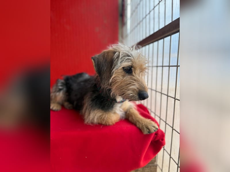 Zoe, Yorkshire-Mix, Hündin, ca. 2 Jahre, ca. 35 cm