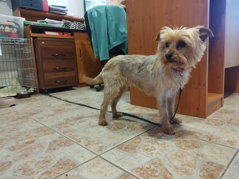 Die kleine verschmuste Yennefer soll es endlich mal richtig gut haben.