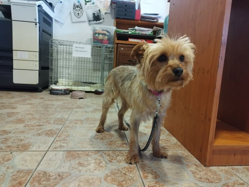 Die kleine verschmuste Yennefer soll es endlich mal richtig gut haben.