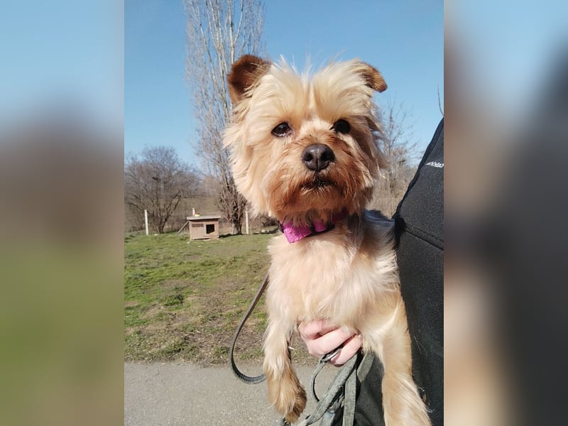 Die kleine verschmuste Yennefer soll es endlich mal richtig gut haben.