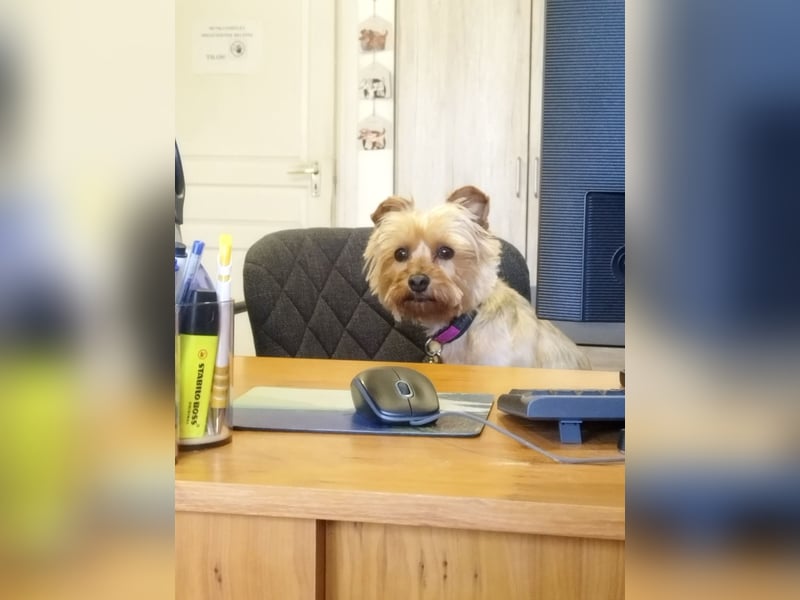 Die kleine verschmuste Yennefer soll es endlich mal richtig gut haben.