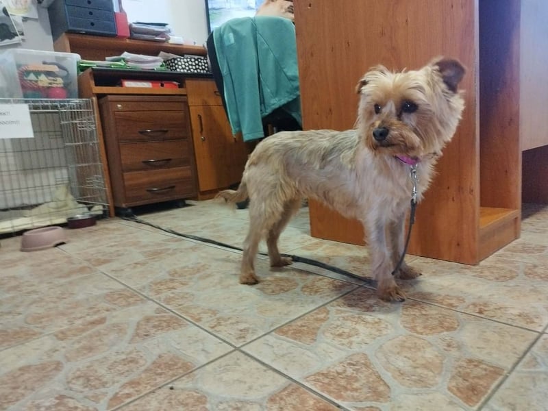 Die kleine verschmuste Yennefer soll es endlich mal richtig gut haben.