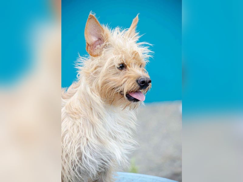 Vorsichtiger Jetem sucht liebevolles Zuhause