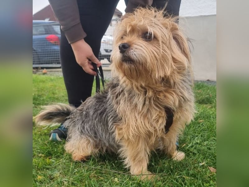 Lumpi, Yorkshire-Mix, geb. 2014, trauert im Tierheim sehr