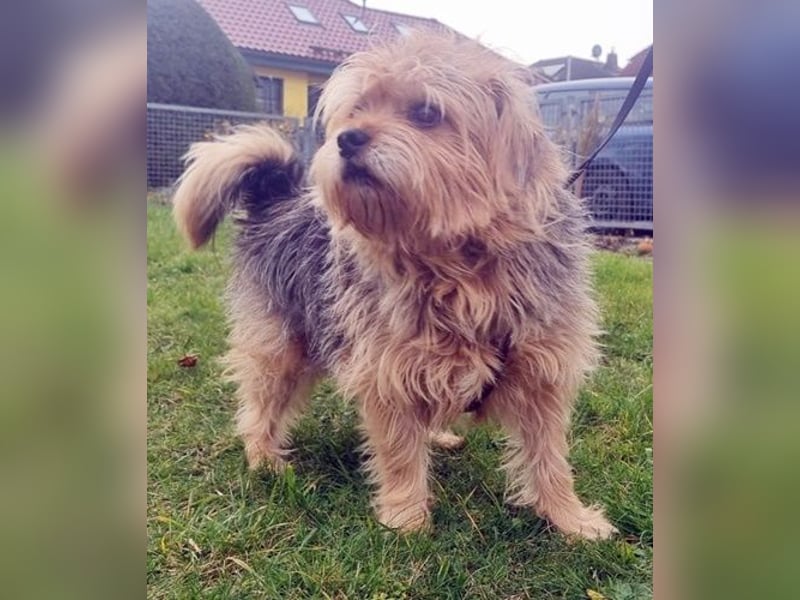 Lumpi, Yorkshire-Mix, geb. 2014, trauert im Tierheim sehr