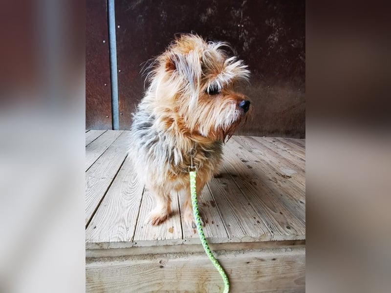 Lumpi, Yorkshire-Mix, geb. 2014, trauert im Tierheim sehr