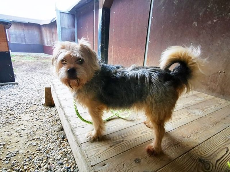 Lumpi, Yorkshire-Mix, geb. 2014, trauert im Tierheim sehr