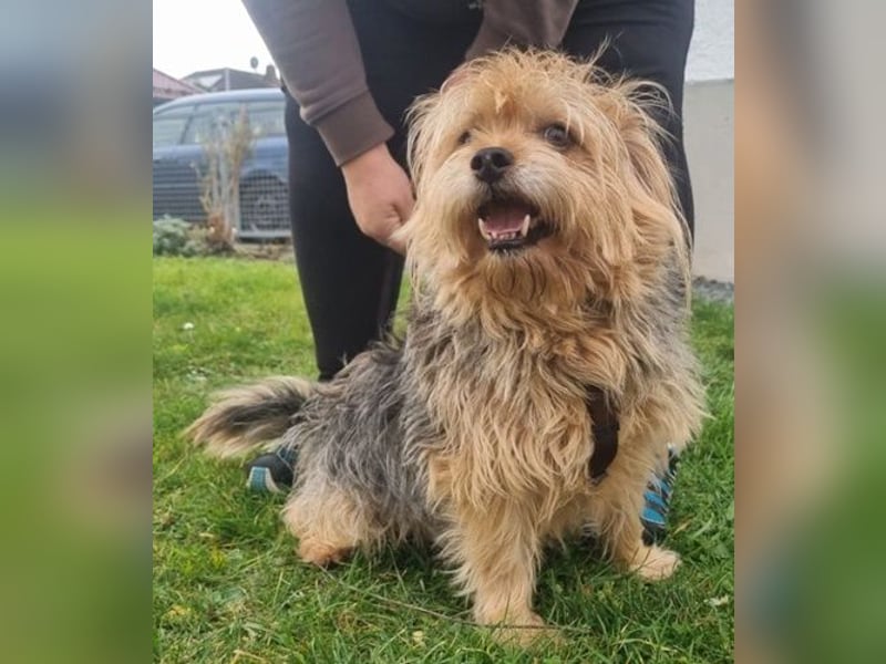Lumpi, Yorkshire-Mix, geb. 2014, trauert im Tierheim sehr