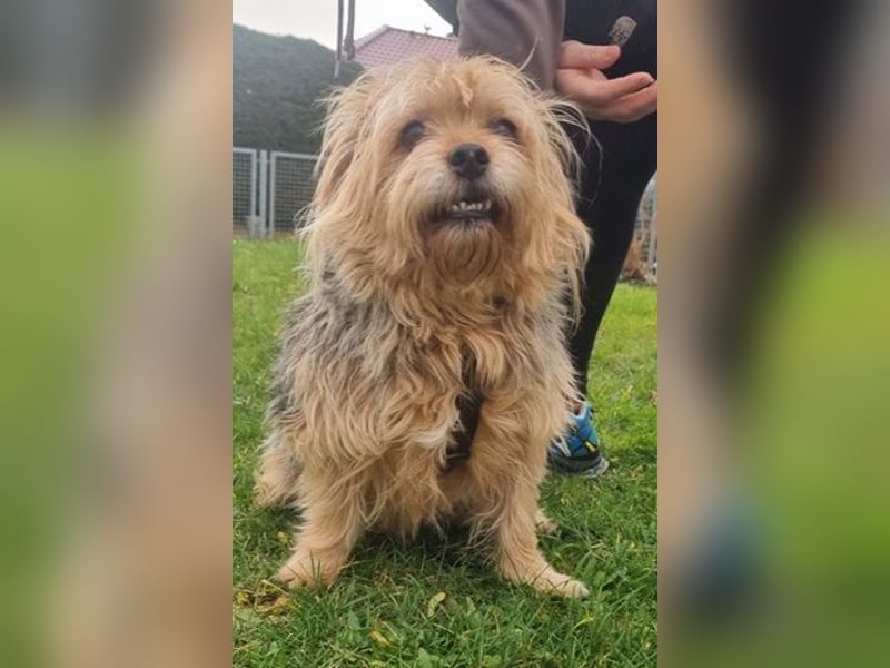 Lumpi, Yorkshire-Mix, geb. 2014, trauert im Tierheim sehr