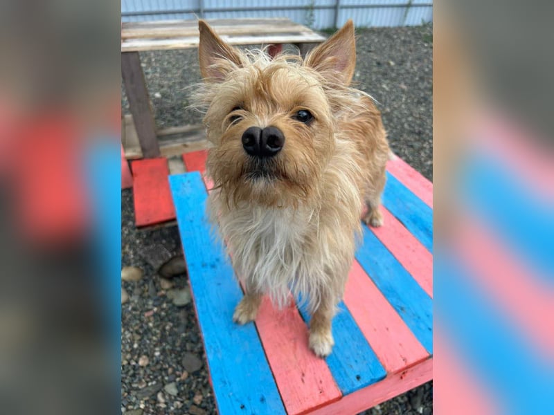 Vorsichtiger Jetem sucht ihre Menschen