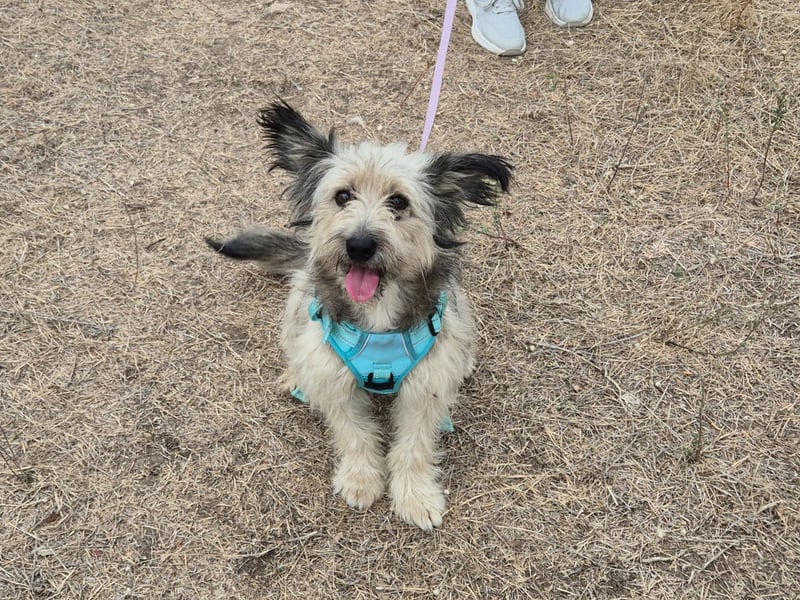 Süßer Idefix sucht sein Glück