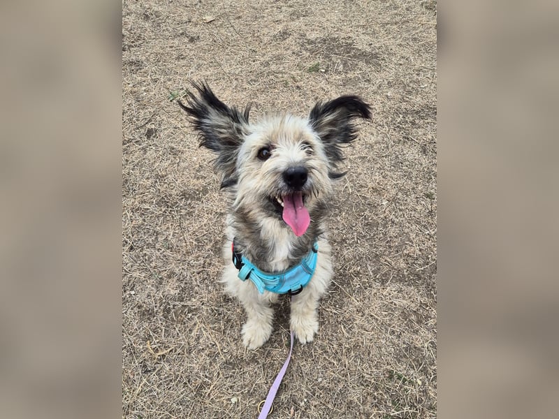 Süßer Idefix sucht sein Glück