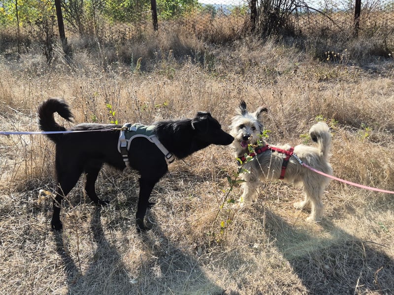Süßer Idefix sucht sein Glück