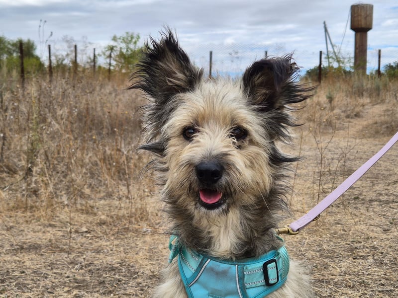 Süßer Idefix sucht sein Glück