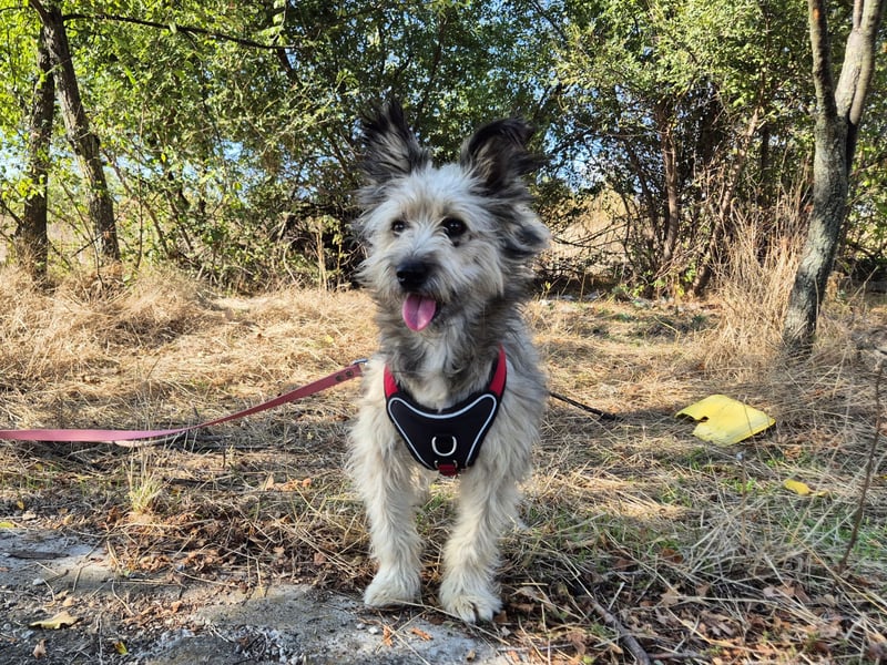 Süßer Idefix sucht sein Glück