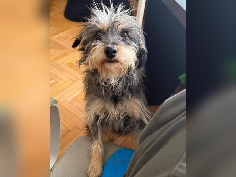 ⭐️Laica⭐️, Yorkshire Terrier-Mischling, Hündin, 2 Jahre, 35 cm, Tierschutz