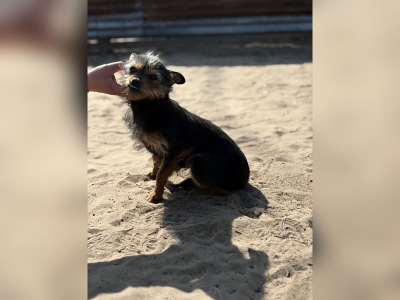 Pamina wartet auf dich