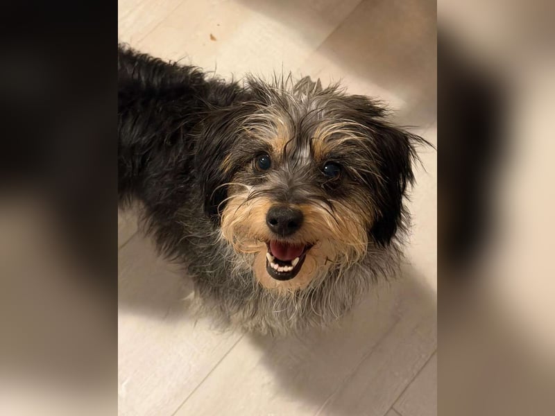 ⭐️Laica⭐️, Yorkshire Terrier-Mischling, Hündin, 2 Jahre, 35 cm, Tierschutz