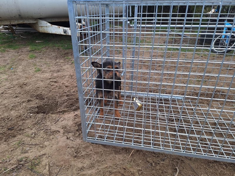 Pamina wartet auf dich