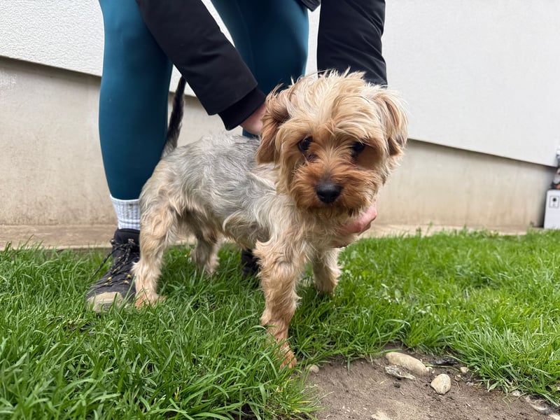 Archie ist bereit für seine Familie