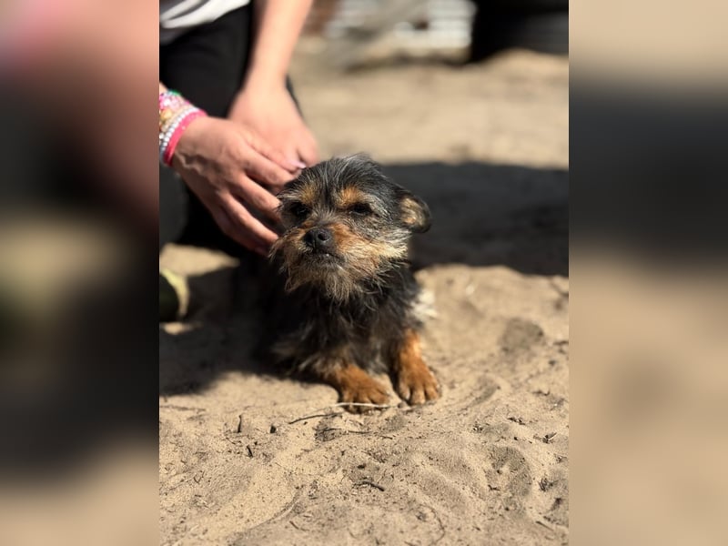 Pamina wartet auf dich