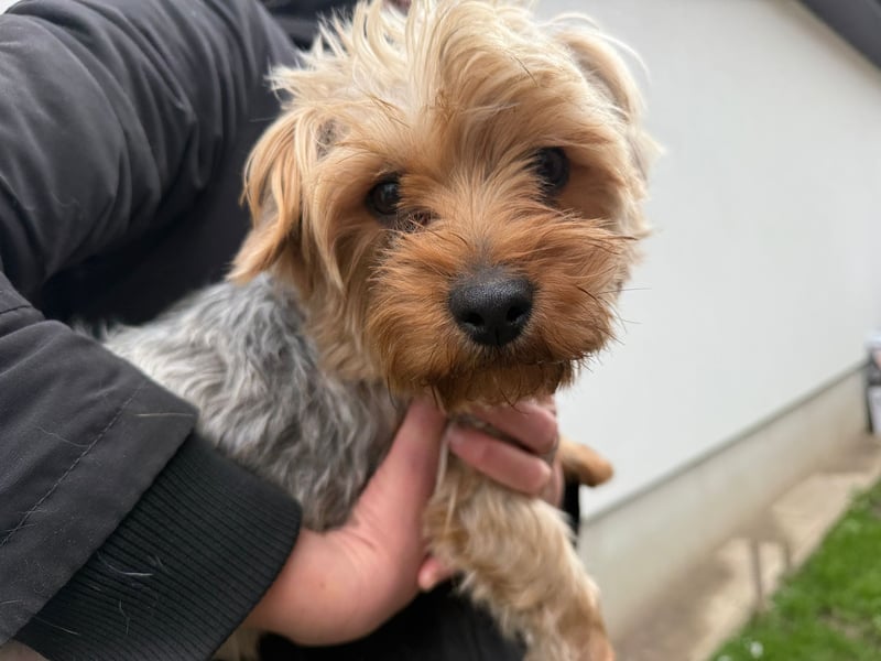 Archie ist bereit für seine Familie