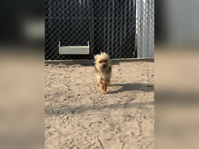 Benke wartet auf sein Happy End