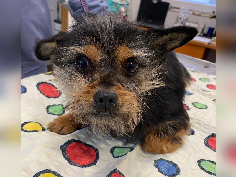 Pamina wartet auf dich