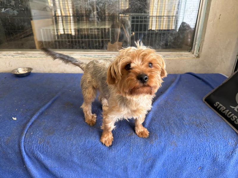 Archie ist bereit für seine Familie