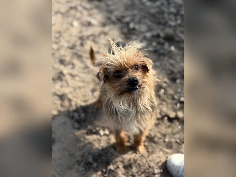 Benke dein perfekter Begleiter