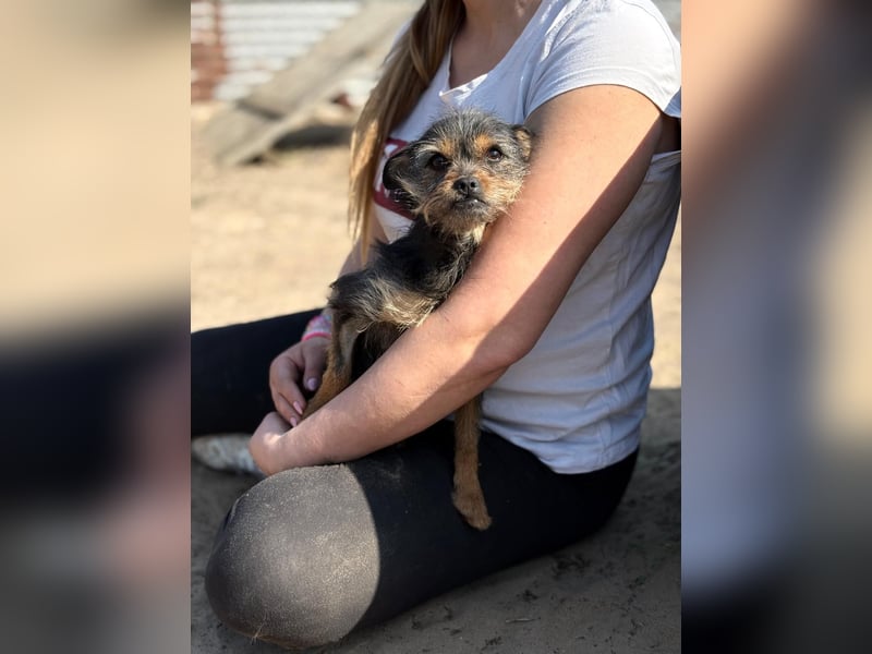 Pamina wartet auf dich