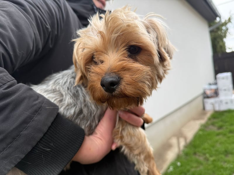 Archie wartet auf Menschen, die ihn schätzen