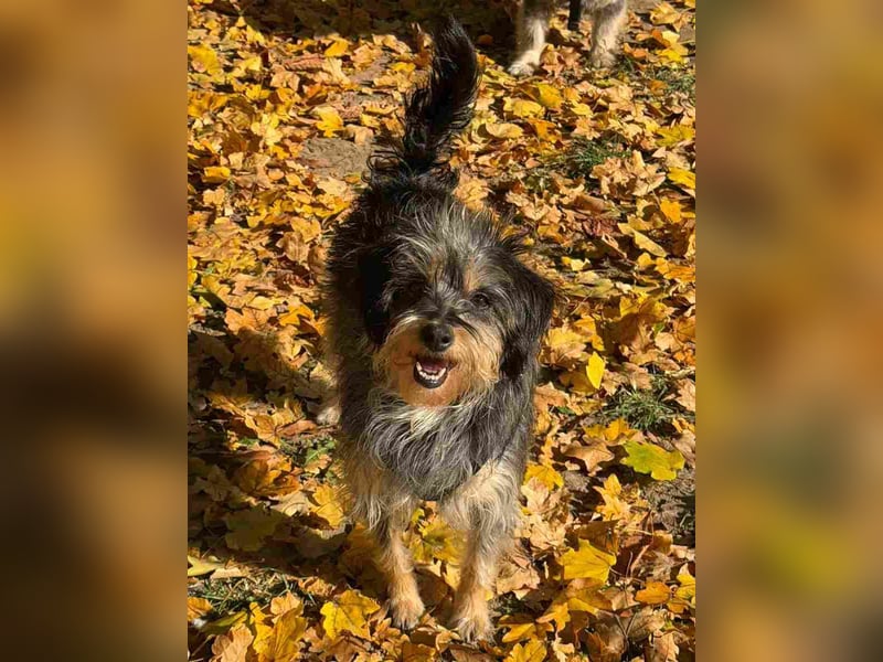 ⭐️Laica⭐️, Yorkshire Terrier-Mischling, Hündin, 2 Jahre, 35 cm, Tierschutz