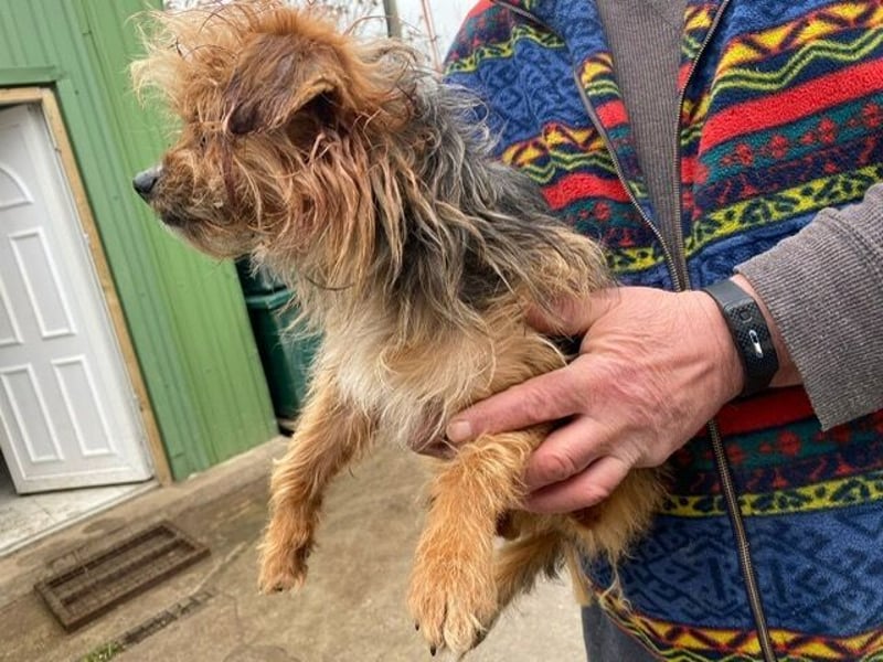 Benke dein perfekter Begleiter