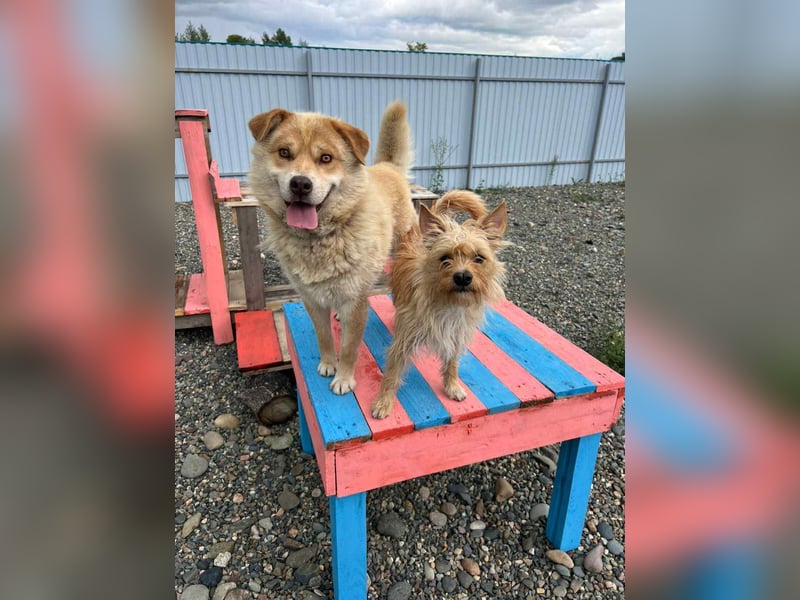 Vorsichtiger Jetem sucht seine Menschen