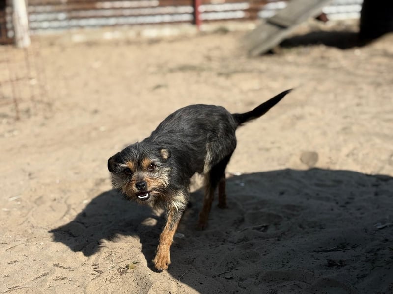 Pamina wartet auf dich