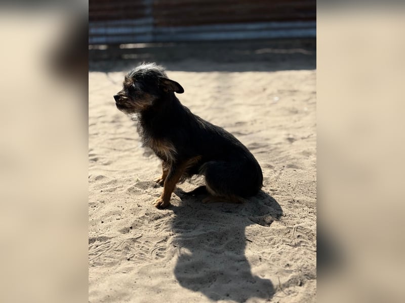 Pamina wartet auf dich