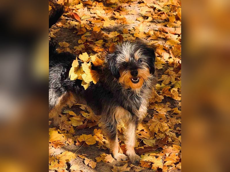 ⭐️Laica⭐️, Yorkshire Terrier-Mischling, Hündin, 2 Jahre, 35 cm, Tierschutz