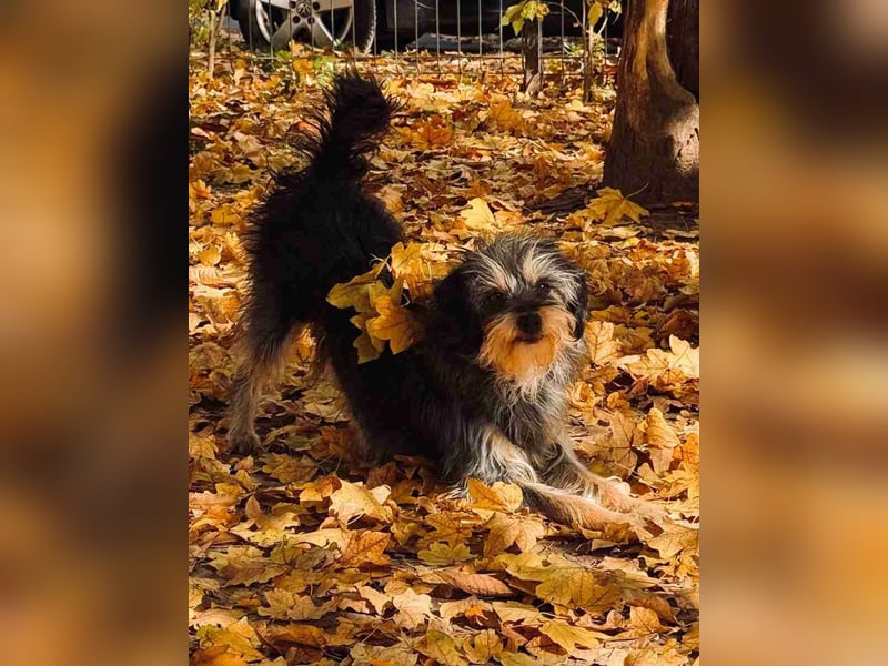 ⭐️Laica⭐️, Yorkshire Terrier-Mischling, Hündin, 2 Jahre, 35 cm, Tierschutz