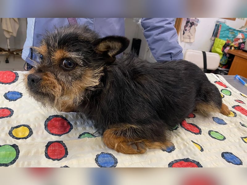 Pamina wartet auf dich