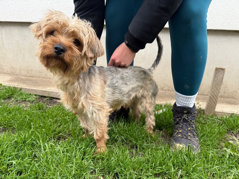 Archie wartet auf Menschen, die ihn schätzen