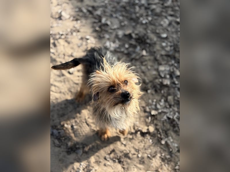 Benke dein perfekter Begleiter