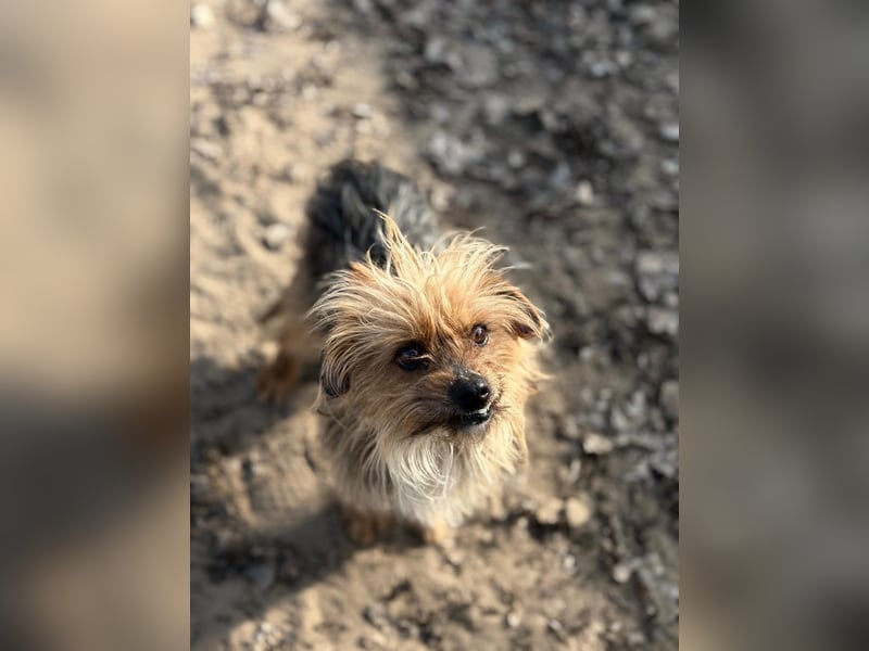 Benke wartet auf sein Happy End