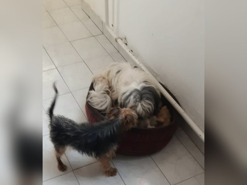 Elmo , kleiner Yorki freut sich auf Besuch