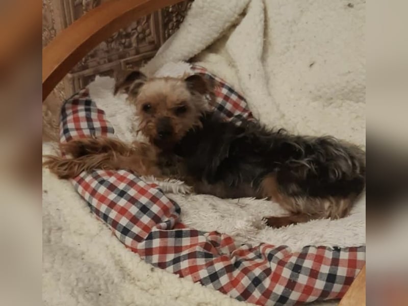 Elmo , kleiner Yorki freut sich auf Besuch