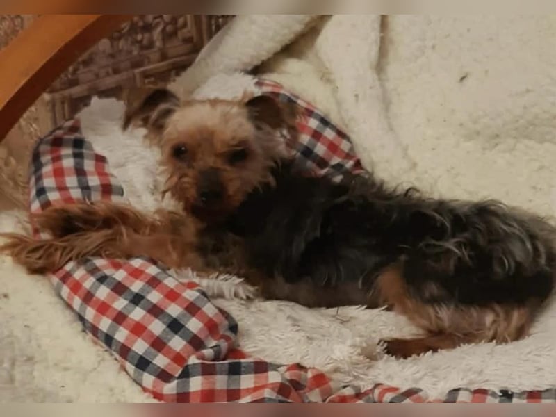 Elmo , kleiner Yorki freut sich auf Besuch