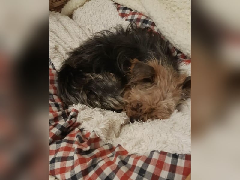 Elmo , kleiner Yorki freut sich auf Besuch