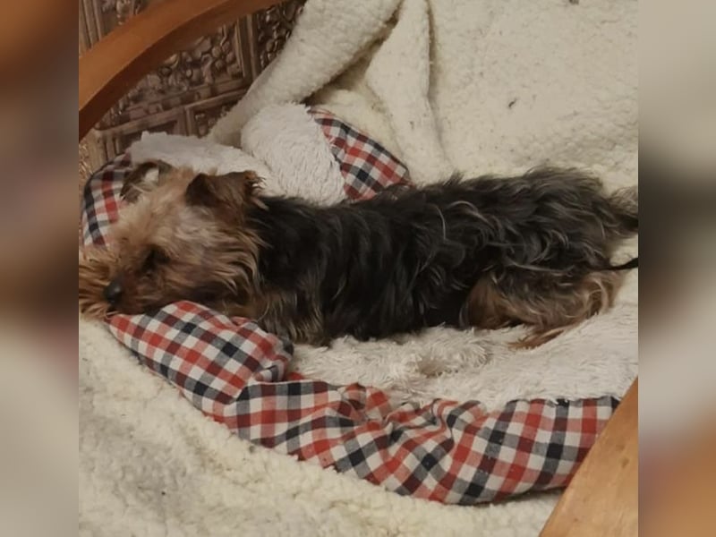 Elmo , kleiner Yorki freut sich auf Besuch