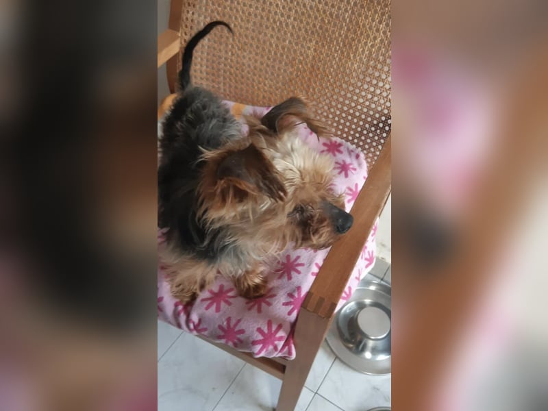 Elmo , kleiner Yorki freut sich auf Besuch